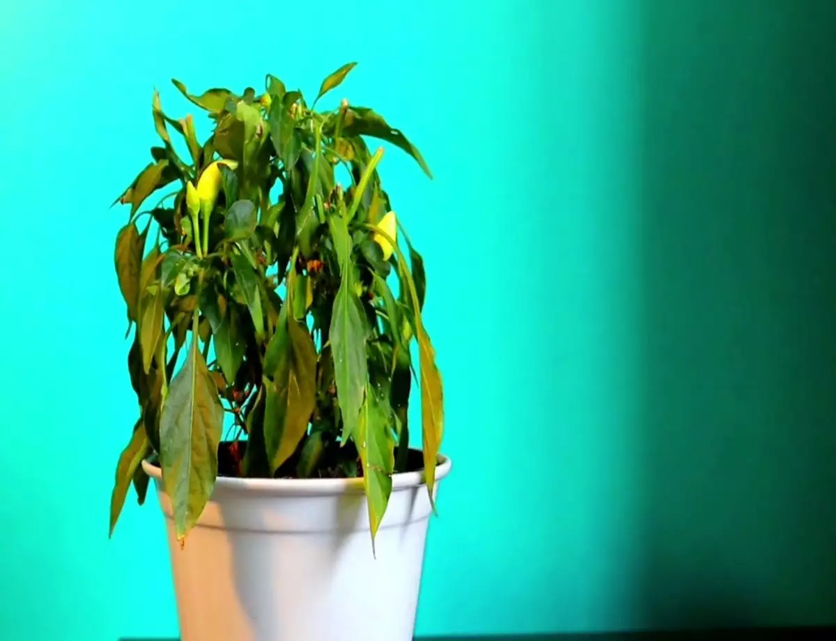 Como recuperar uma planta sedenta e seca? Veja dicas super fáceis que podem te ajudar - Fonte: Pixabay