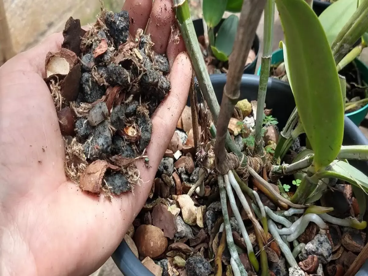 Veja a receita do melhor substrato para orquídeas do mundo: faça em casa em poucos passos - Fonte: Pixabay