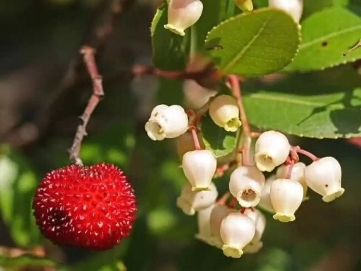 Medronheiro: veja como cultivar planta em casa e sem nenhuma dificuldade - Fonte: Pixabay