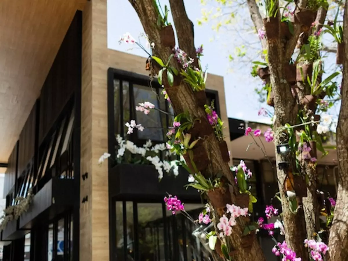 Colocar café nas orquídeas? Veja se esse tipo de adubo realmente funciona e como fazer - Fonte: Pixabay