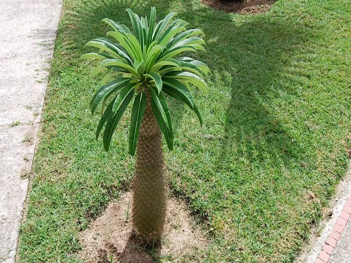 Onde plantar a Palmeira-de-madagascar ? Veja dicas para cultivar, tipo de solo e muito mais - Fonte: Pixabay