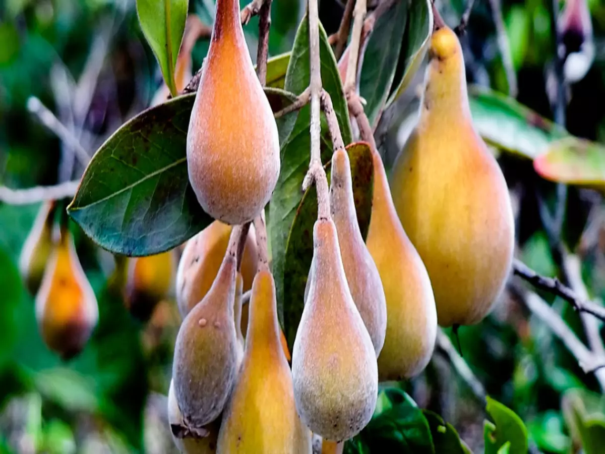 Como cultivar Perinha-do-cerrado? Veja dicas práticas para o dia a dia e como ter mais frutos - Fonte: Pixabay