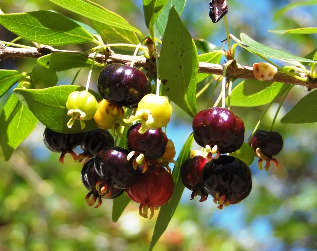 Veja algumas frutas fáceis de plantar para embelezar o seu jardim - pixabay