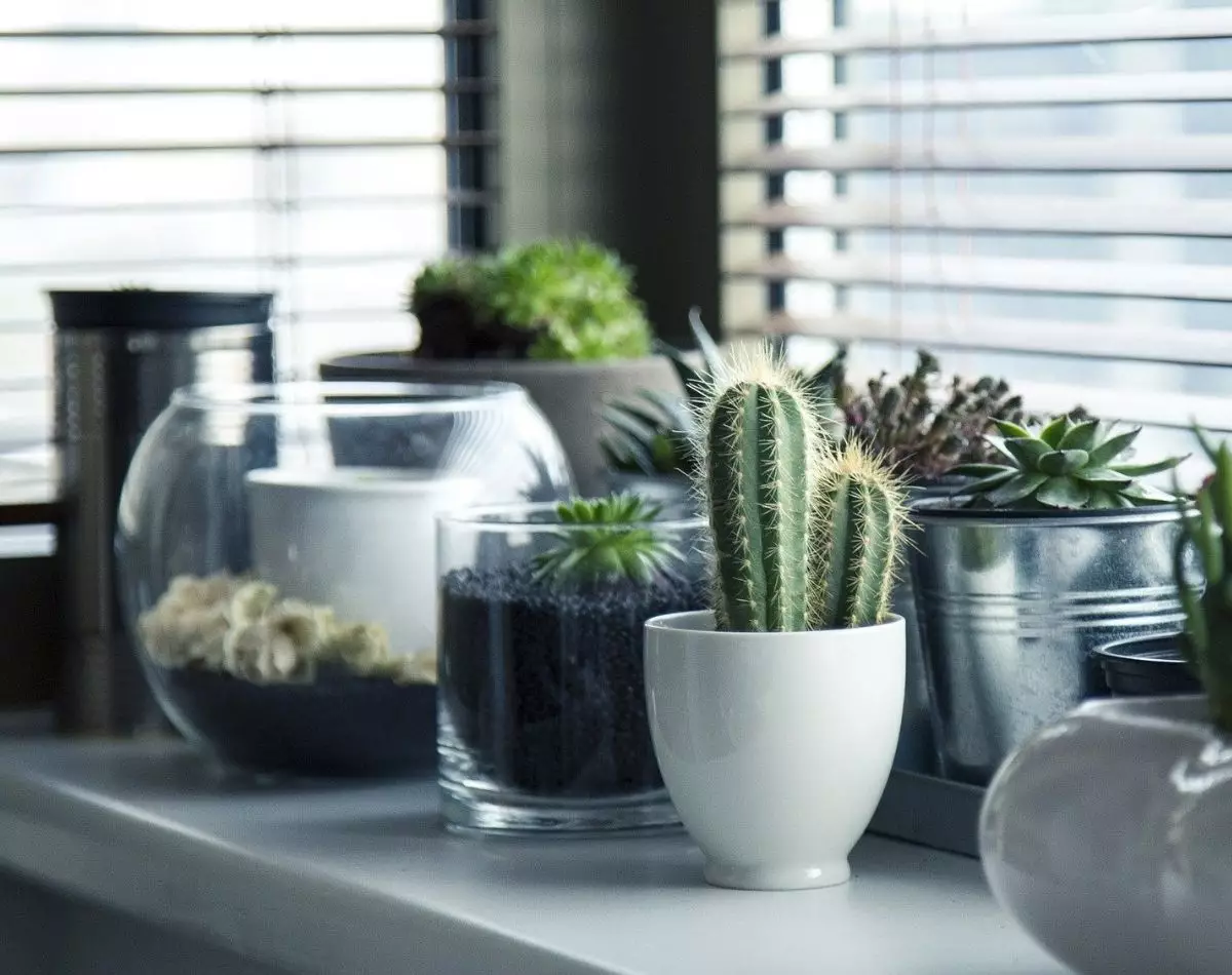 Conheça esses 3 tipos de plantas para cozinha e deixar o ambiente mais bonito - pixabay