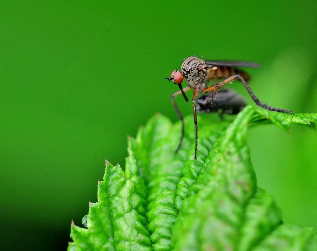 Plantas repelentes: confira 3 espécies que te ajudam a espantar insetos - pixabay