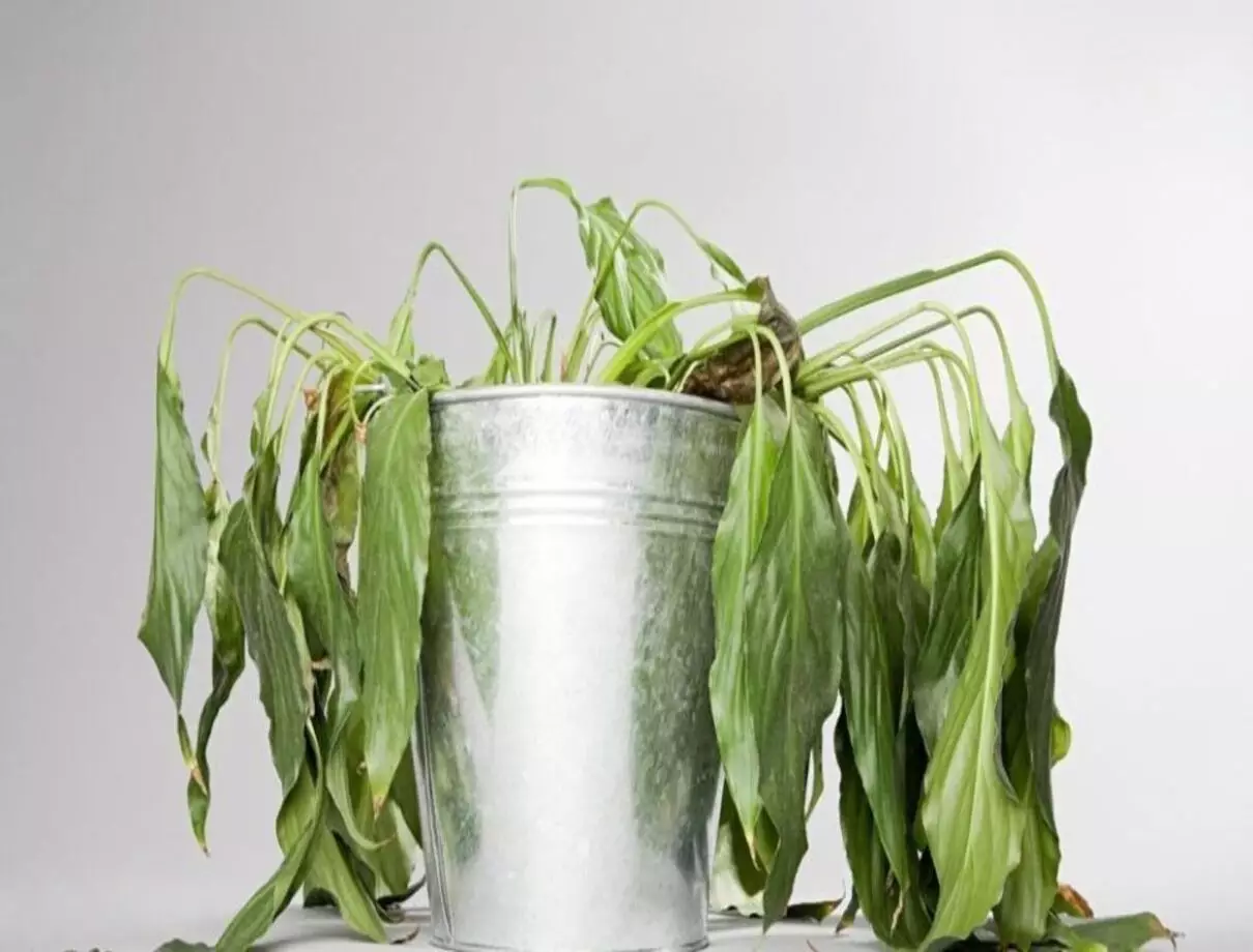 Folhas murchas: por que o alface e outras verduras estão enfraquecendo? - Fonte: Pixabay