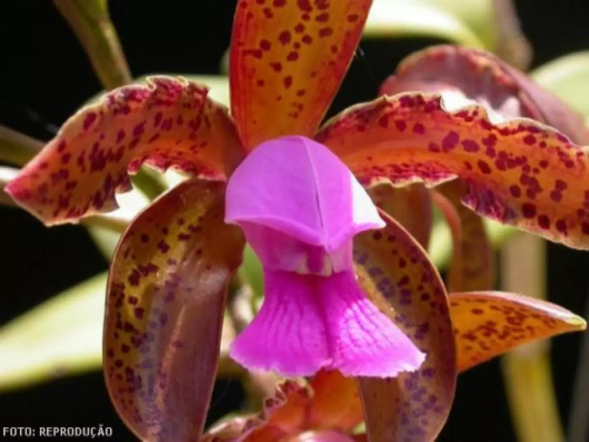 Colocar água sanitária na orquídea? Veja quais os efeitos nas plantas