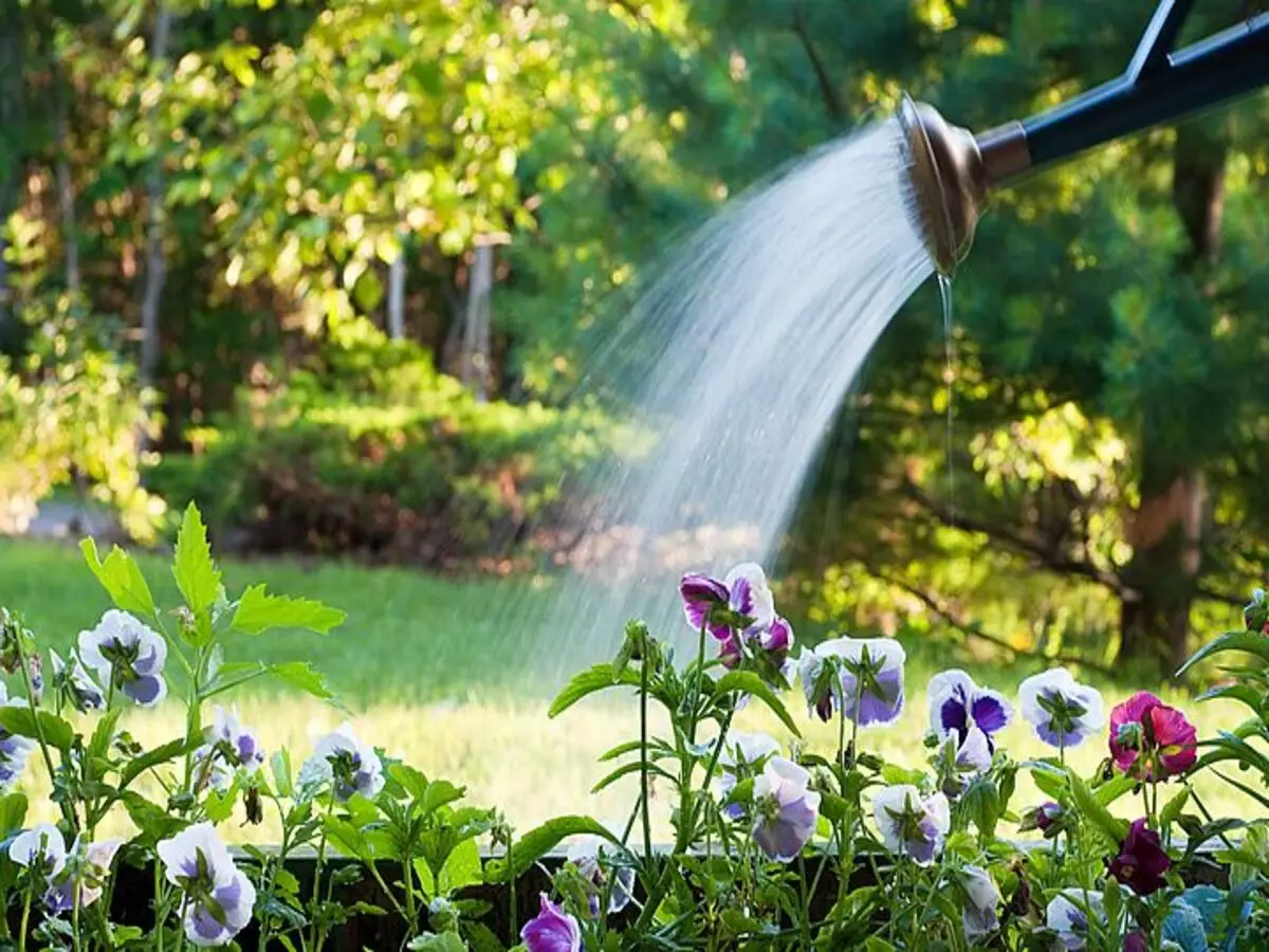 O seu jeito de como regar as plantas pode fazer sua flor morrer e murchar! Entenda sobre o assunto - Fonte: Pixabay