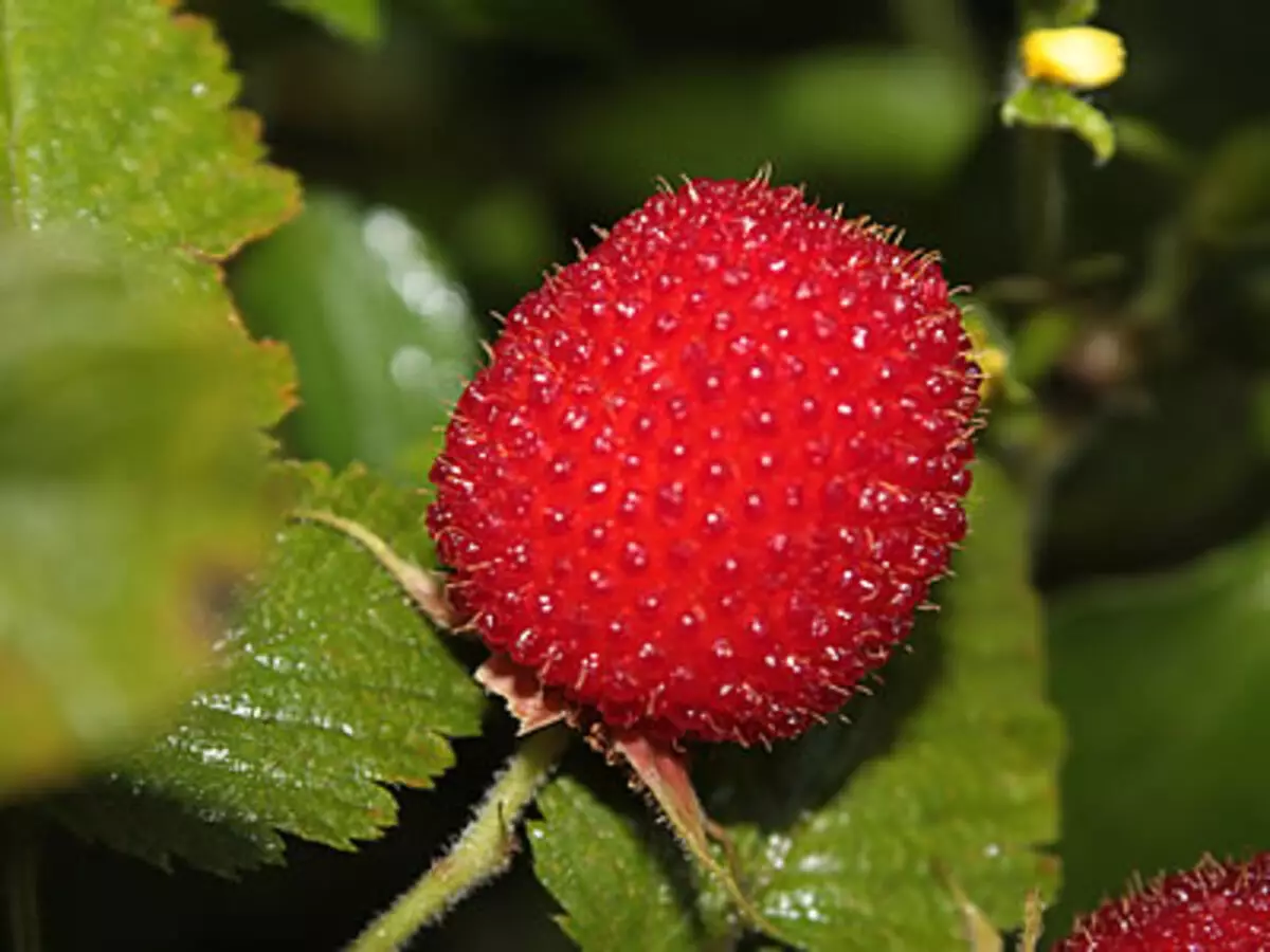 Como cultivar Amora-vermelha? veja dicas práticas para o seu jardim sempre ter frutinhas - Fonte: Pixabay