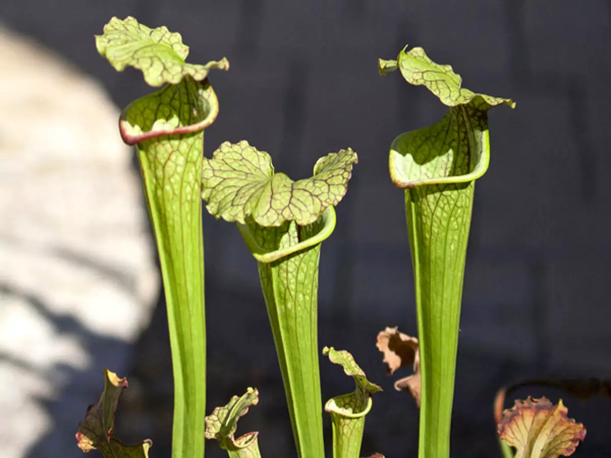 Como cultivar Sarracenia em casa? Veja como ter a planta carnívora - Fonte: Pixabay