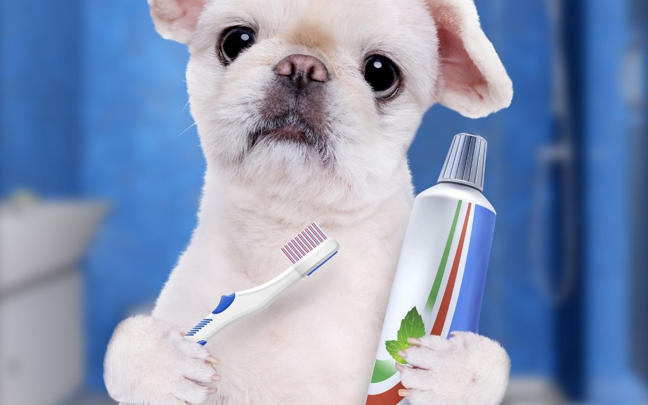 como limpar os dentes do cachorro-Foto: Canvas Pro