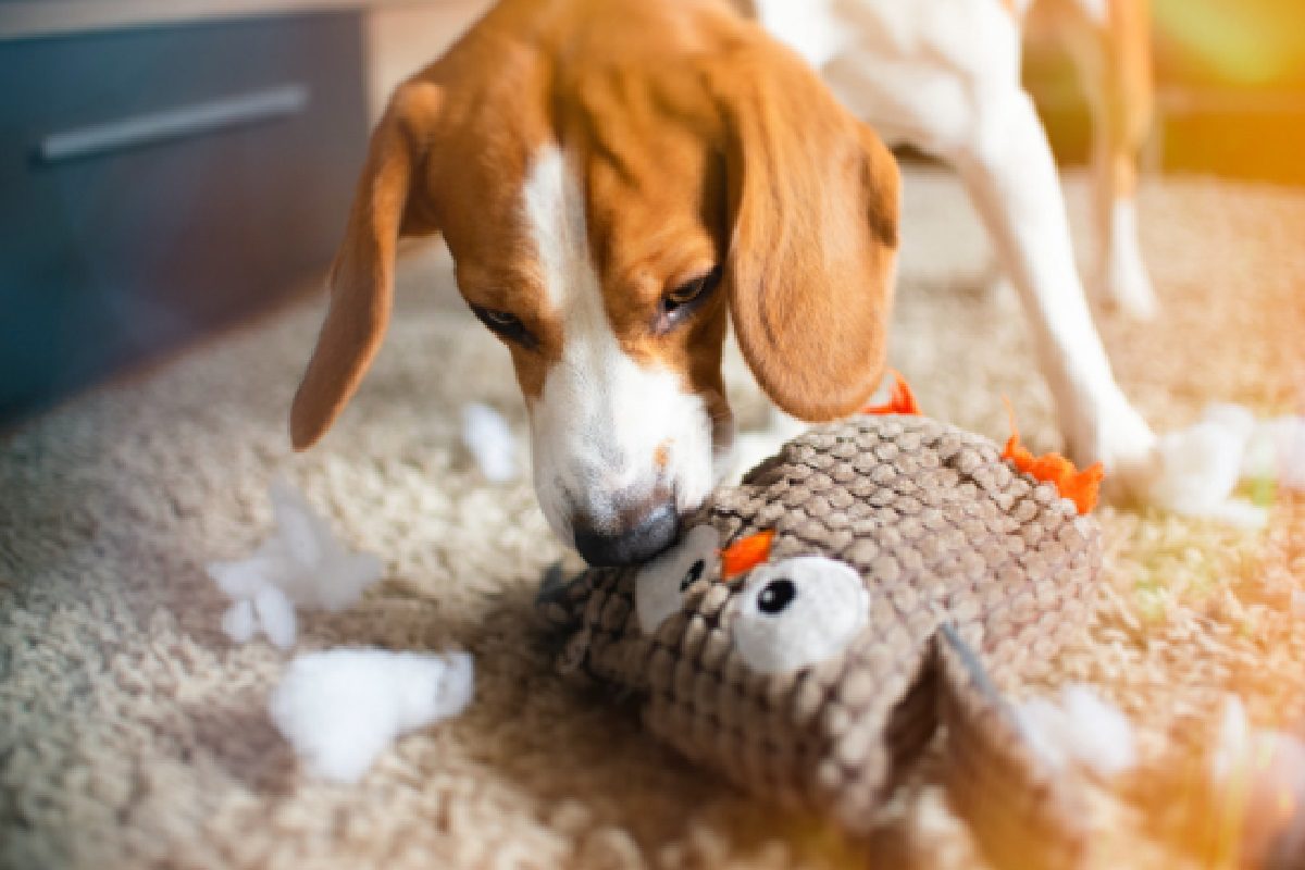 Como evitar que cachorro destrua tudo, dicas eficazes para quebrar esse hábito (Foto: Canva Pro)