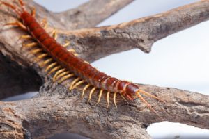 Como afastar centopeias domésticas, dicas práticas e infalíveis para acabar com a praga (Foto; Canva Pro)