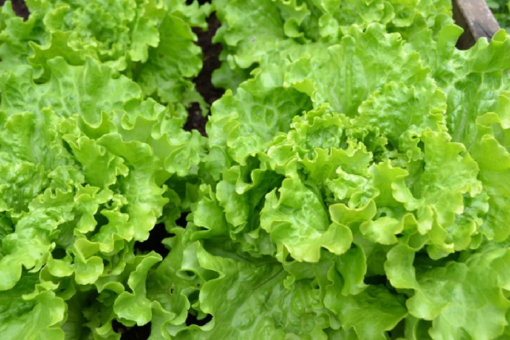 Segurança alimentar, dicas eficientes para saber como preparar adequadamente as receitas (Foto; Canva Pro)