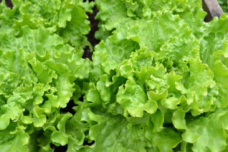 Segurança alimentar, dicas eficientes para saber como preparar adequadamente as receitas (Foto; Canva Pro)