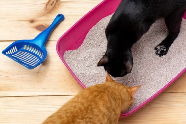 Como limpar areia de gato, passo a passo para deixar o ambiente do seu pet ainda mais higiênico (Foto: Canva Pro)