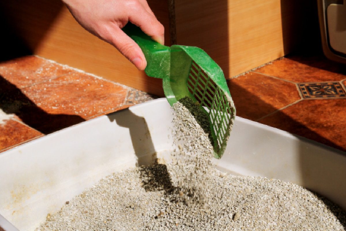 Como limpar areia de gato, passo a passo para deixar o ambiente do seu pet ainda mais higiênico (Foto: Canva Pro)