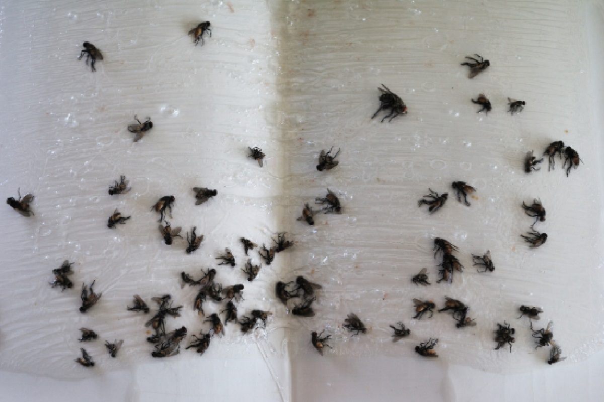 Como afastar moscas, dicas caseiras para um lar protegido de insetos (Foto; Canva Pro)