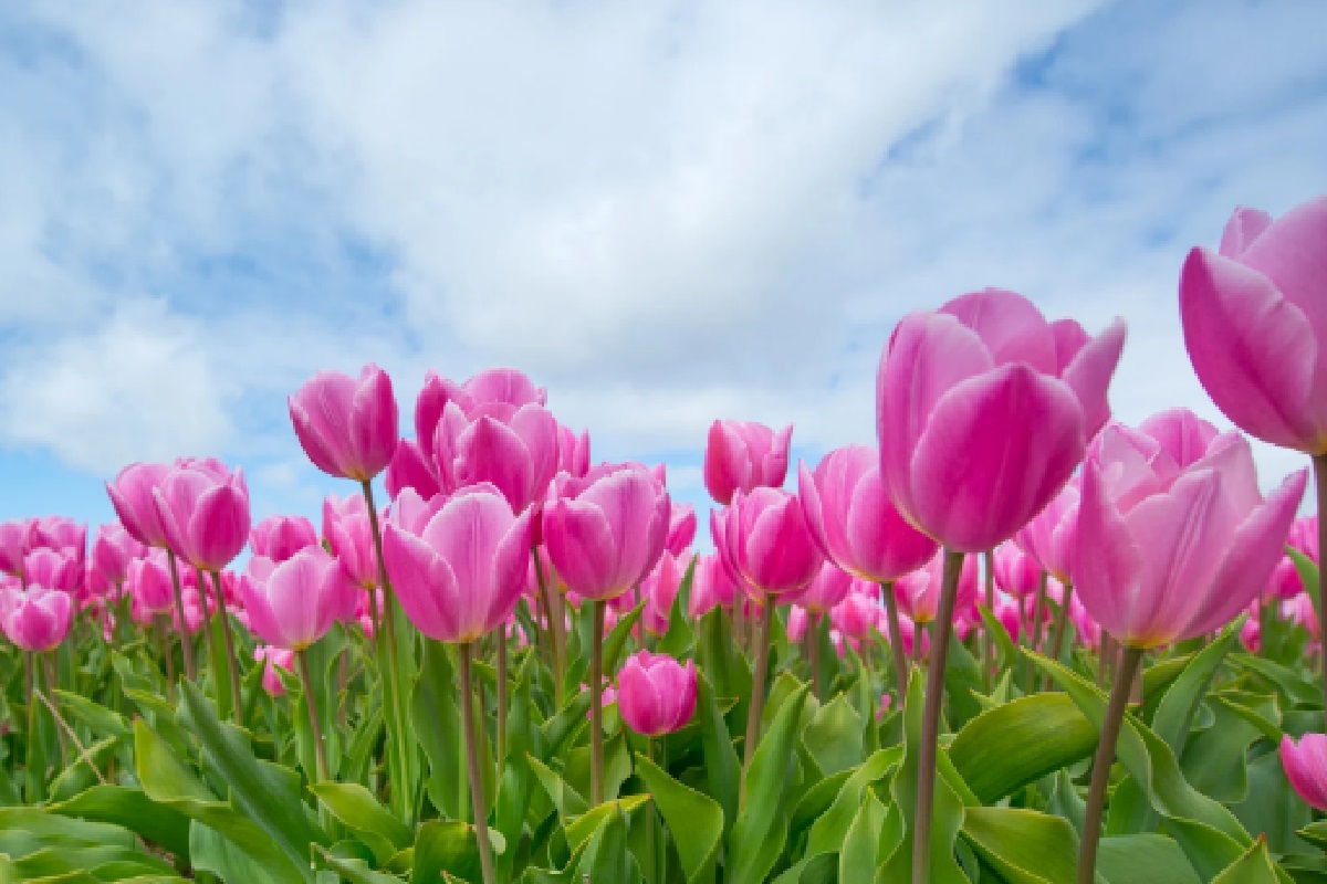 Flores para alérgicos, opções perfeitas e seguras para quem tem reações (Foto: Canva Pro)