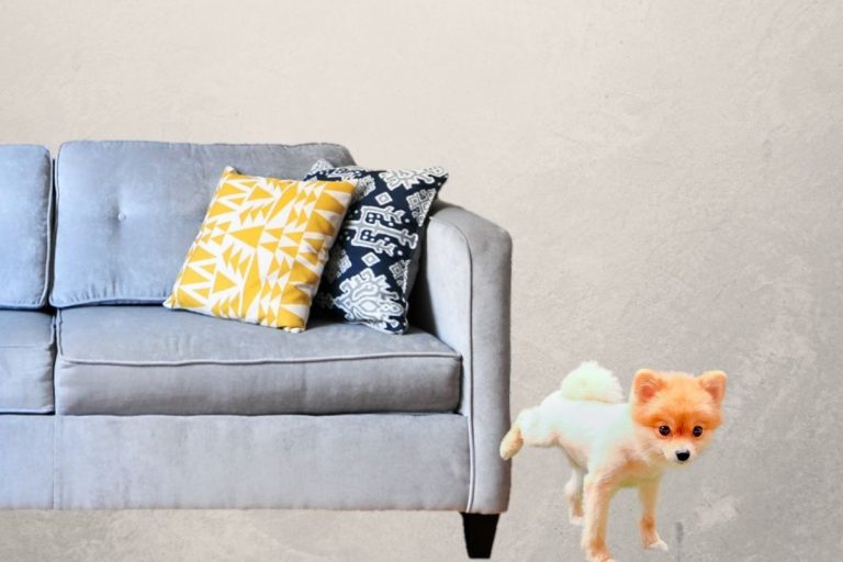 Como fazer mistura para cachorro não urinar (Reprodução Canva Pro)