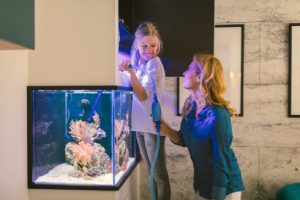 Limpeza de aquário, dicas eficientes para cuidar bem do local e dos seus pets (Foto: Canva Pro)