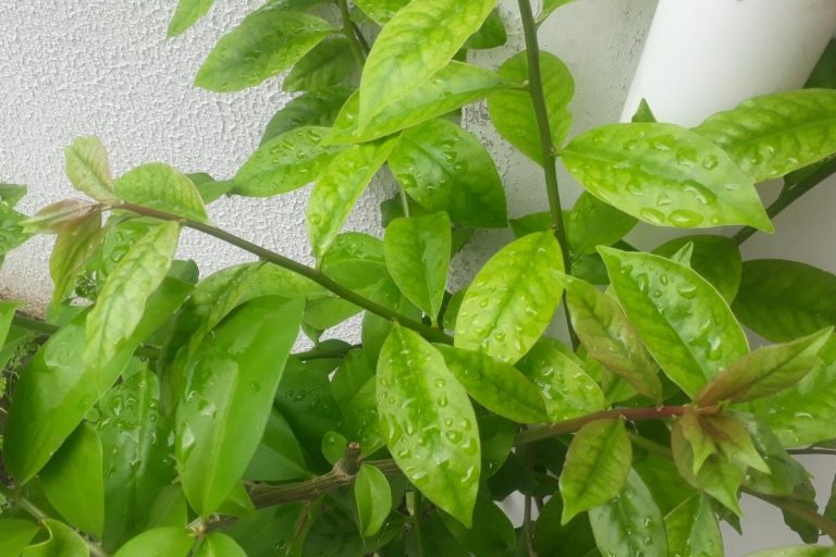 Como cultivar ora-pro-nóbis em vaso? Descubra como cuidar do famoso "bife dos pobres" (imagem via Canva Pro)