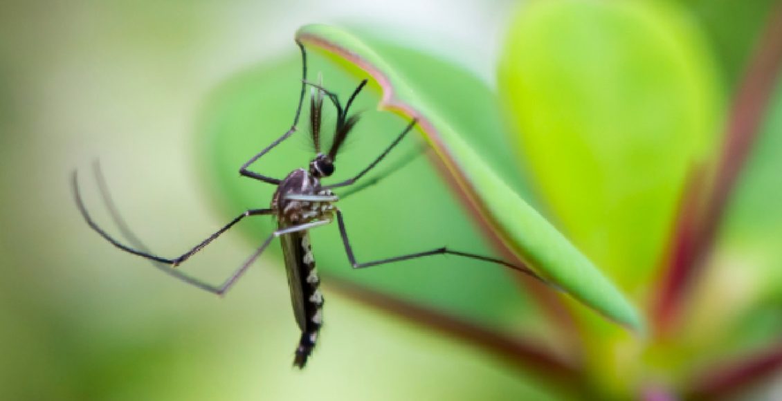 Plantas que repelem mosquitos, opções perfeitas para proteger sua casa (Foto: Canva Pro)