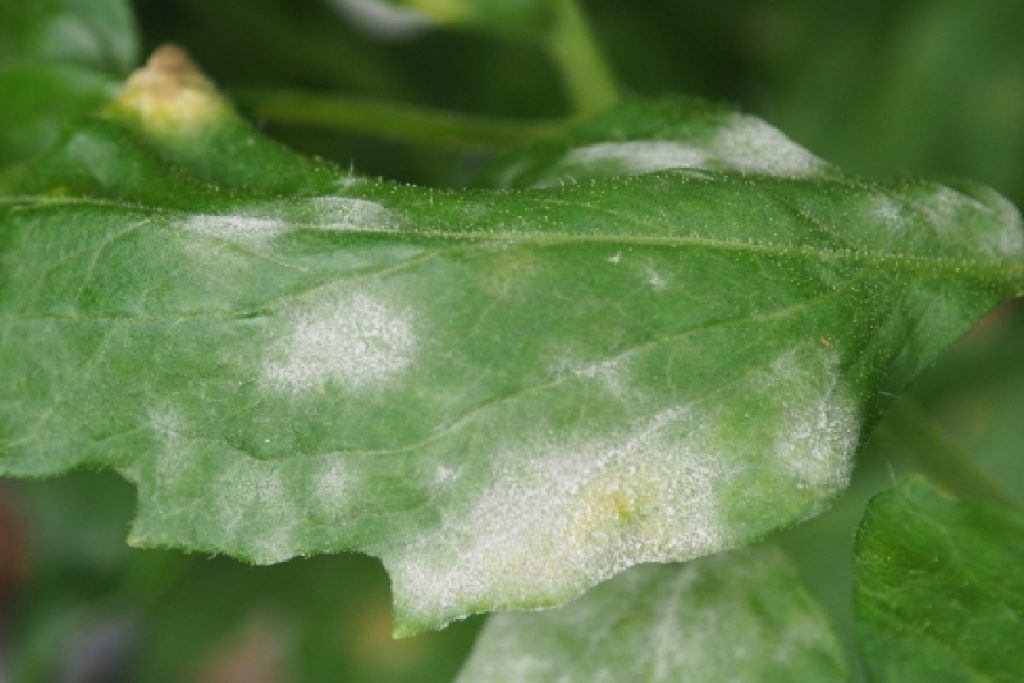 Pó branco nas folhas das plantas, veja o que significa e como agir para protegê-las (Foto: Canva Pro)