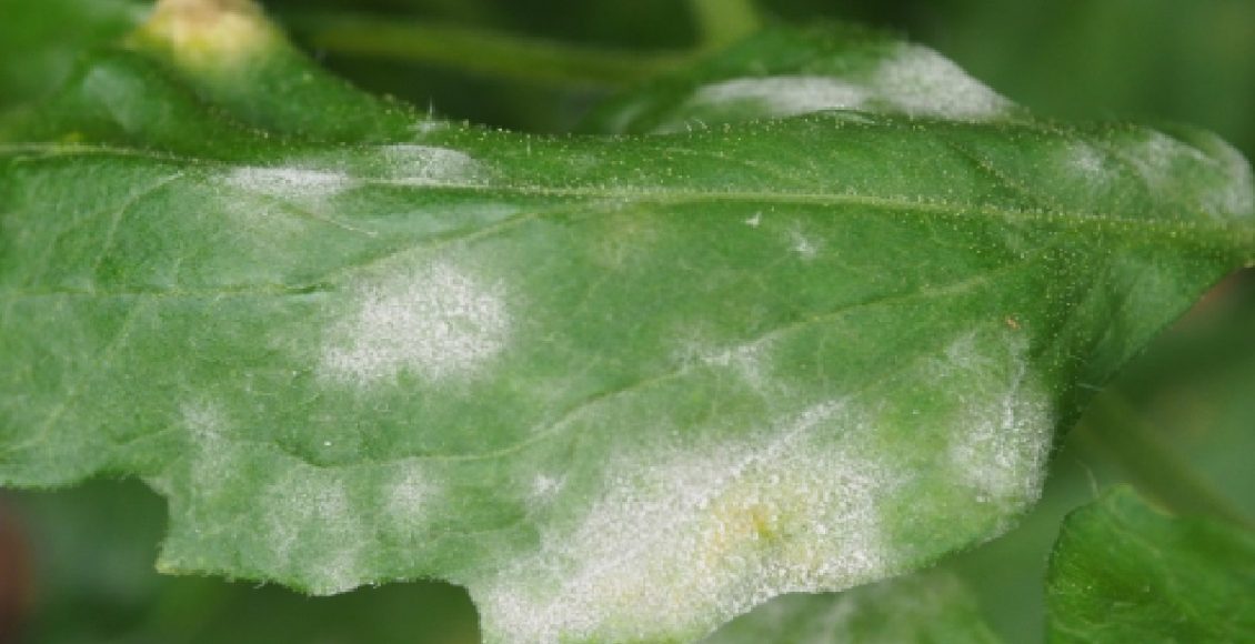 Pó branco nas folhas das plantas, veja o que significa e como agir para protegê-las (Foto: Canva Pro)