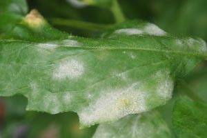 Pó branco nas folhas das plantas, veja o que significa e como agir para protegê-las (Foto: Canva Pro)