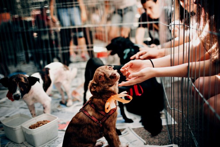Feira de adoção de pets é realizada em Petrópolis