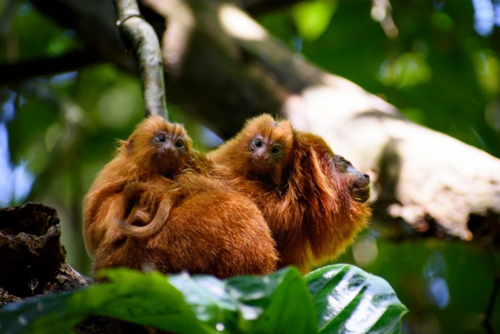 Em Cabo Frio o dia do Mico Leão Dourado foi comemorado com atividades para idosos e pescadores