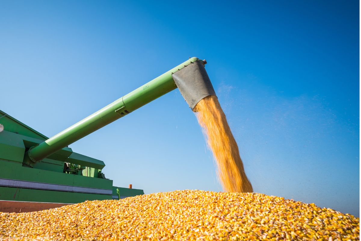 Brasil negocia primeiro embarque de milho para a China