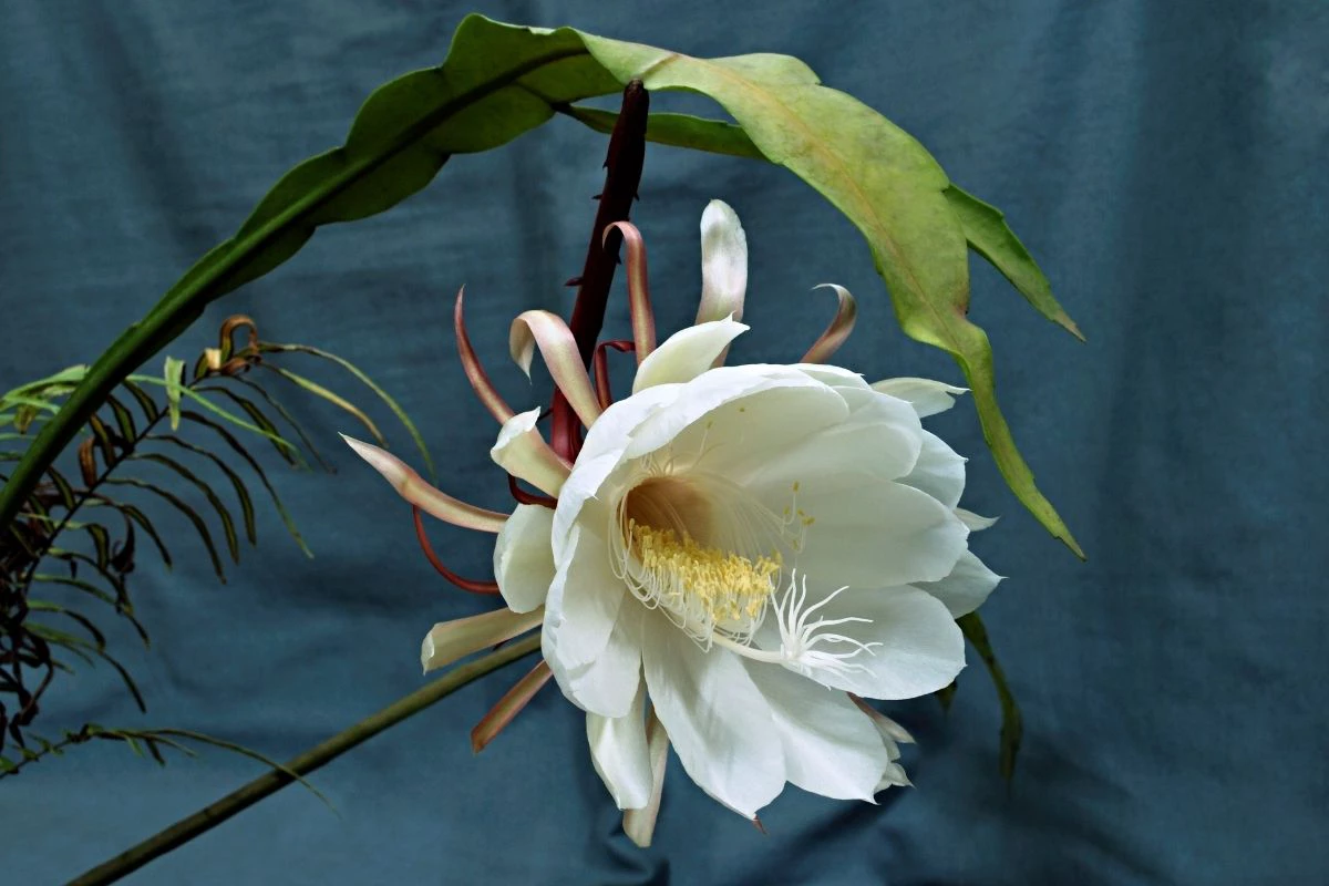 Kadupul a flor mais cara do mundo/ Reprodução Pixabay