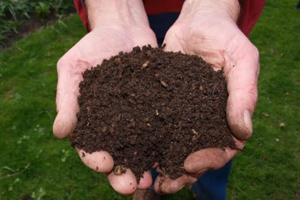 5 maneiras corretas e econômica de como preparar o solo; se liga nessas dicas incríveis - Foto: Canva Pro