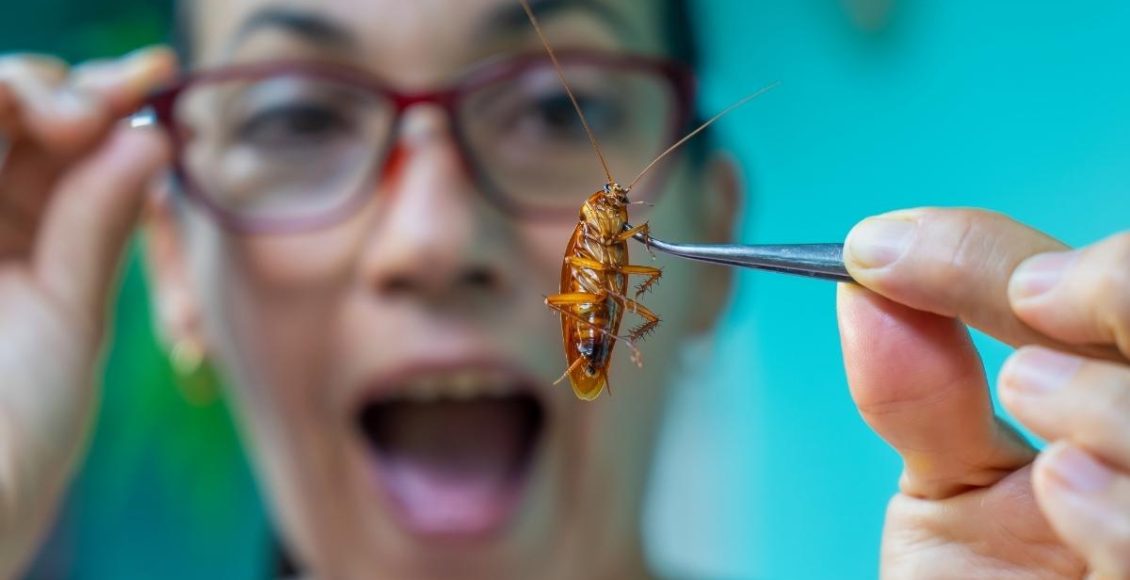 Cheiro de barata em casa? Saiba como acabar com esse problema de forma rápida