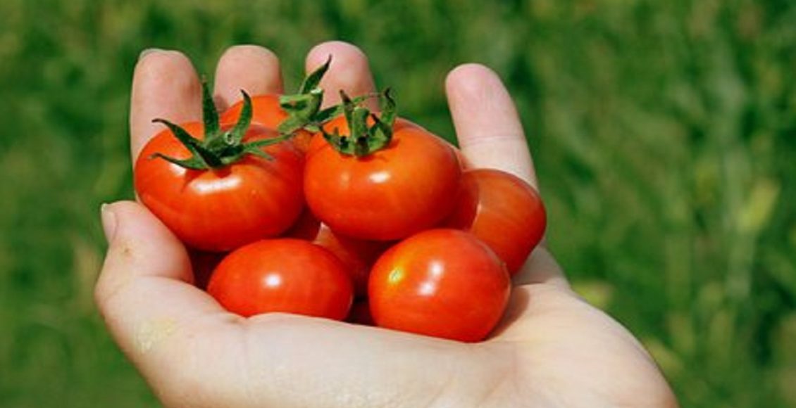 Veja 5 dicas imperdíveis de como plantar tomate cereja de forma rápida e econômica