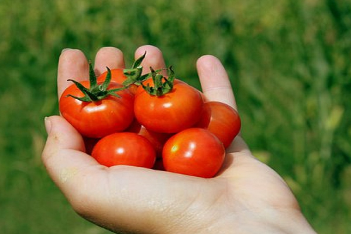 Veja 5 dicas imperdíveis de como plantar tomate cereja de forma rápida e econômica