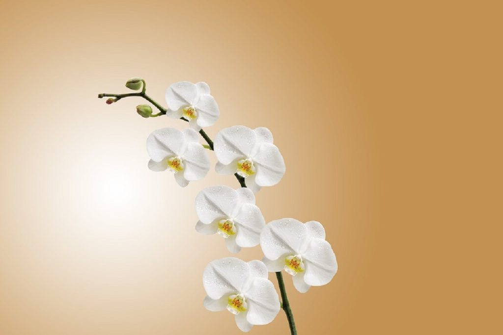 orquídea