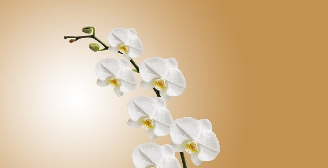 orquídea