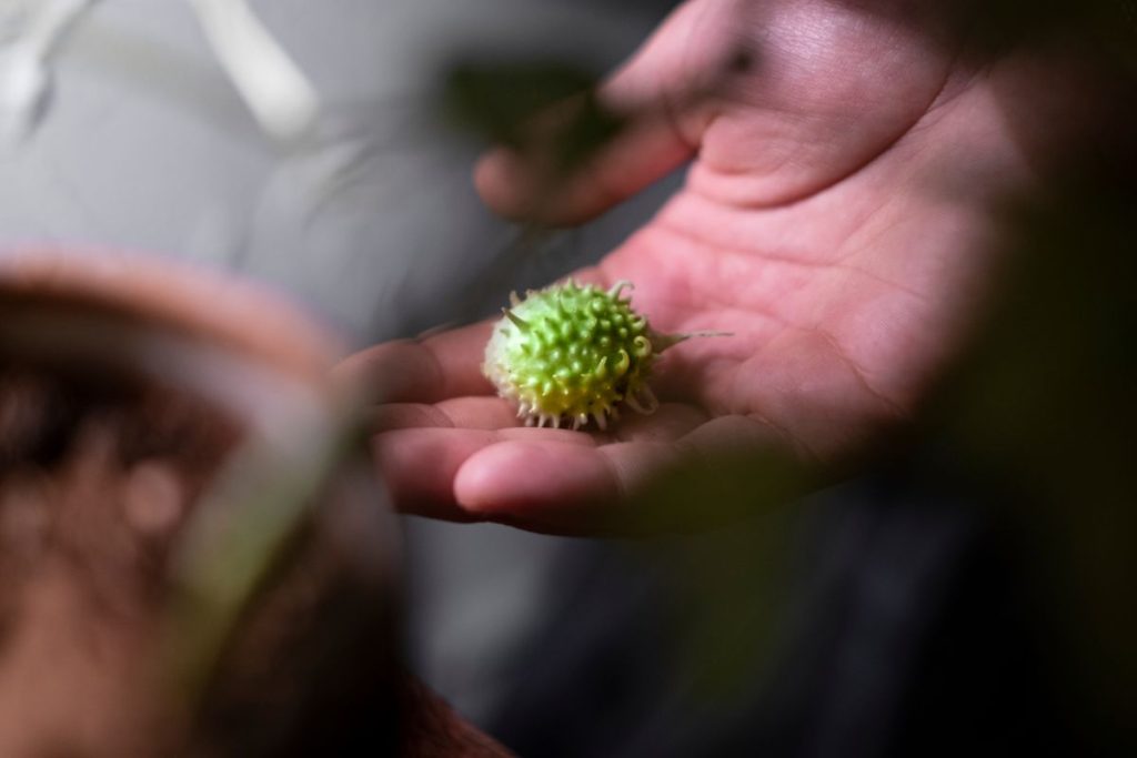 Você sabe como plantar maxixe na sua própria casa? Confira algumas dicas de como cultivar e cuidar desse fruto