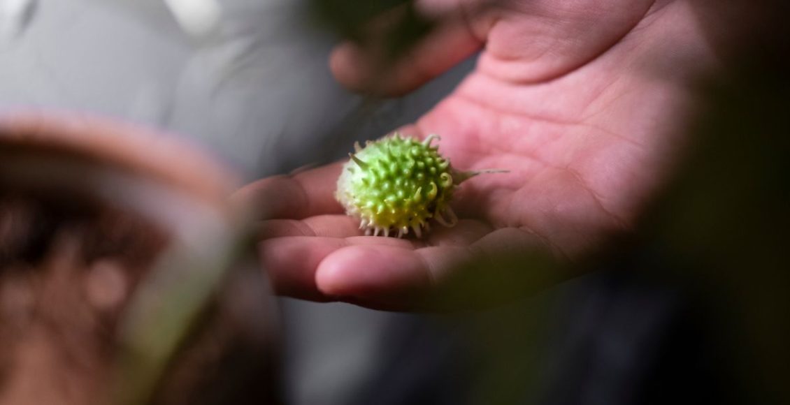 Você sabe como plantar maxixe na sua própria casa? Confira algumas dicas de como cultivar e cuidar desse fruto