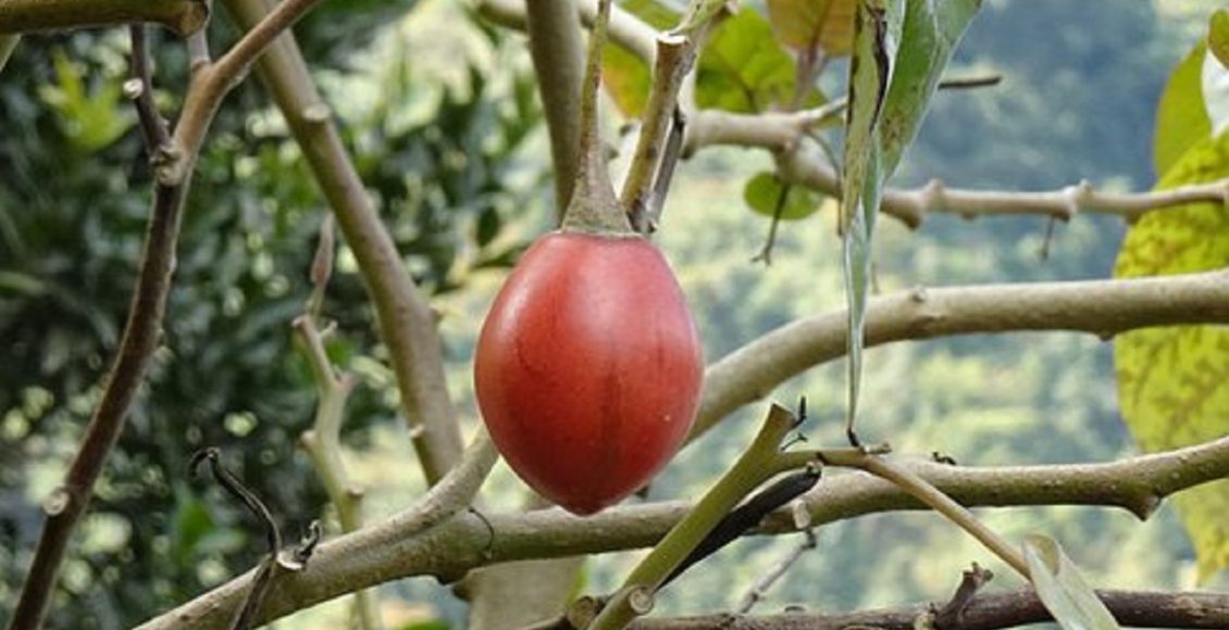 Conheça a fruta Tamarillo e suas origens, plante em casa e desfrute de seus benefícios