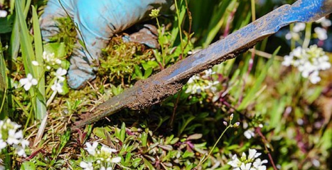 Aprenda a eliminar erva daninha de suas plantações com produtos caseiros, técnicas infalíveis
