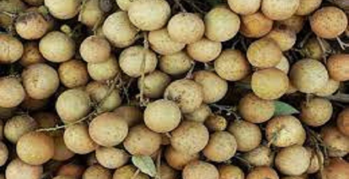 Conheça a fruta Olho de dragão, plante em sua casa e desfrute de seus benefícios