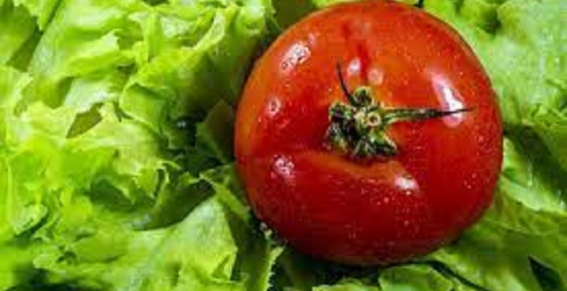 Tenha uma renda extra plantando alface e tomate no fundo de casa e o melhor gastando pouco dinheiro e tempo