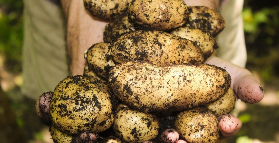 É possível plantar batata inglesa em vaso? Aprenda dicas supereconômicas e eficiente