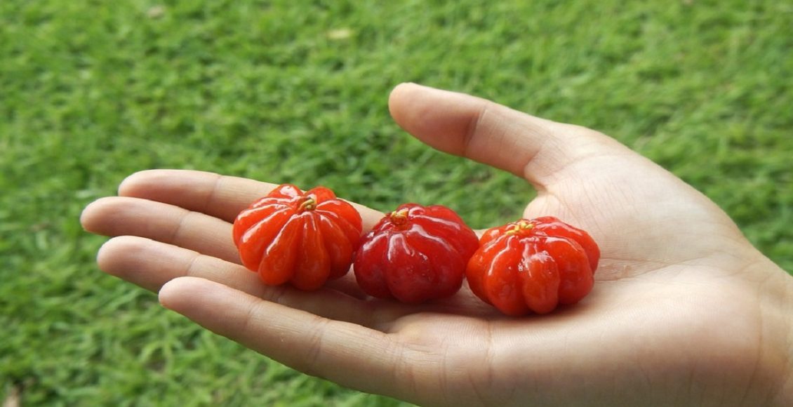 Aprenda a fazer chá com a folha da pitanga, gaste pouco e se mantenha saudável