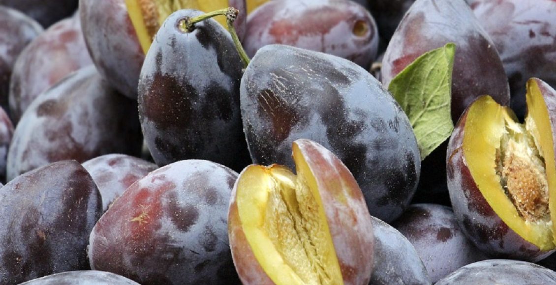 Veja formas corretas de como plantar ameixa em casa e faça dela sua renda extra, gastando pouco