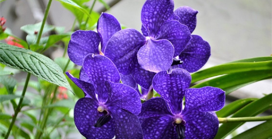 Conheça 5 tipos de flores mais raras do mundo, quanto custa e onde encontrá-la/ Reprodução Pixabay